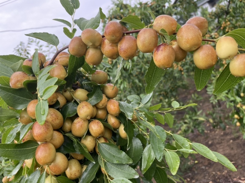 米枣皮薄脆甜化渣，水分足，每日更新，**实拍！诚信合作。