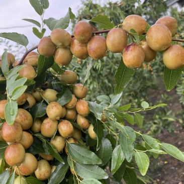 米枣皮薄脆甜化渣，水分足，每日更新，**实拍！诚信合作。