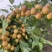 米枣皮薄脆甜化渣，水分足，每日更新，**实拍！诚信合作。