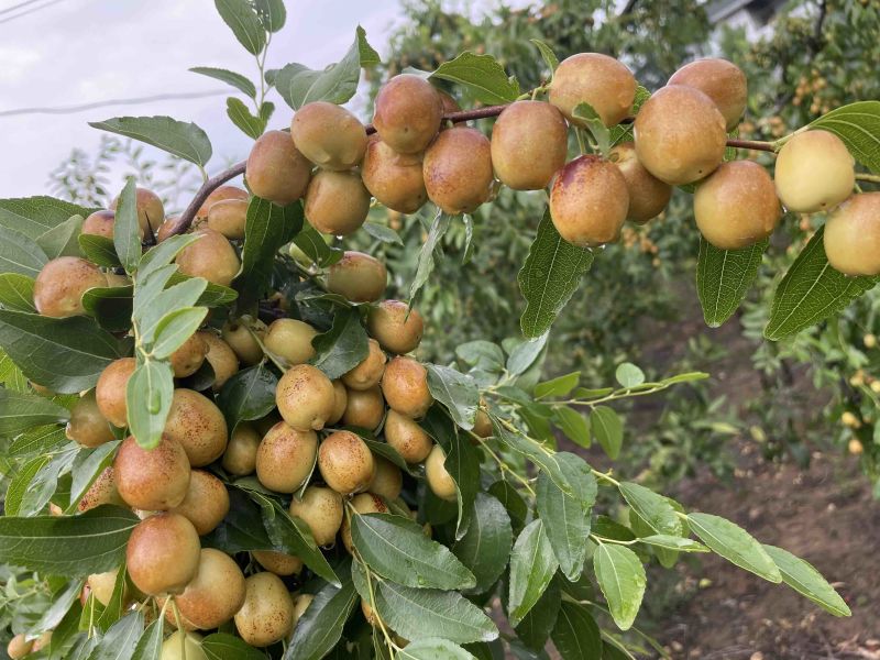 米枣皮薄脆甜化渣，水分足，每日更新，**实拍！诚信合作。