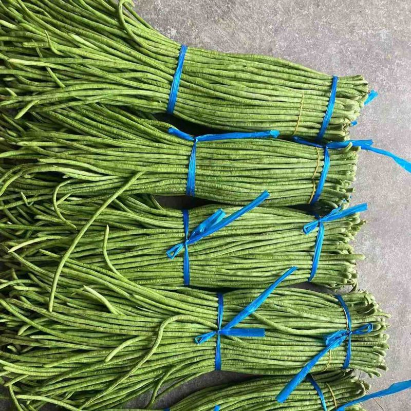 【新鲜发货】开封青条豆角长豆角可加冰可入库代发全国诚信经营