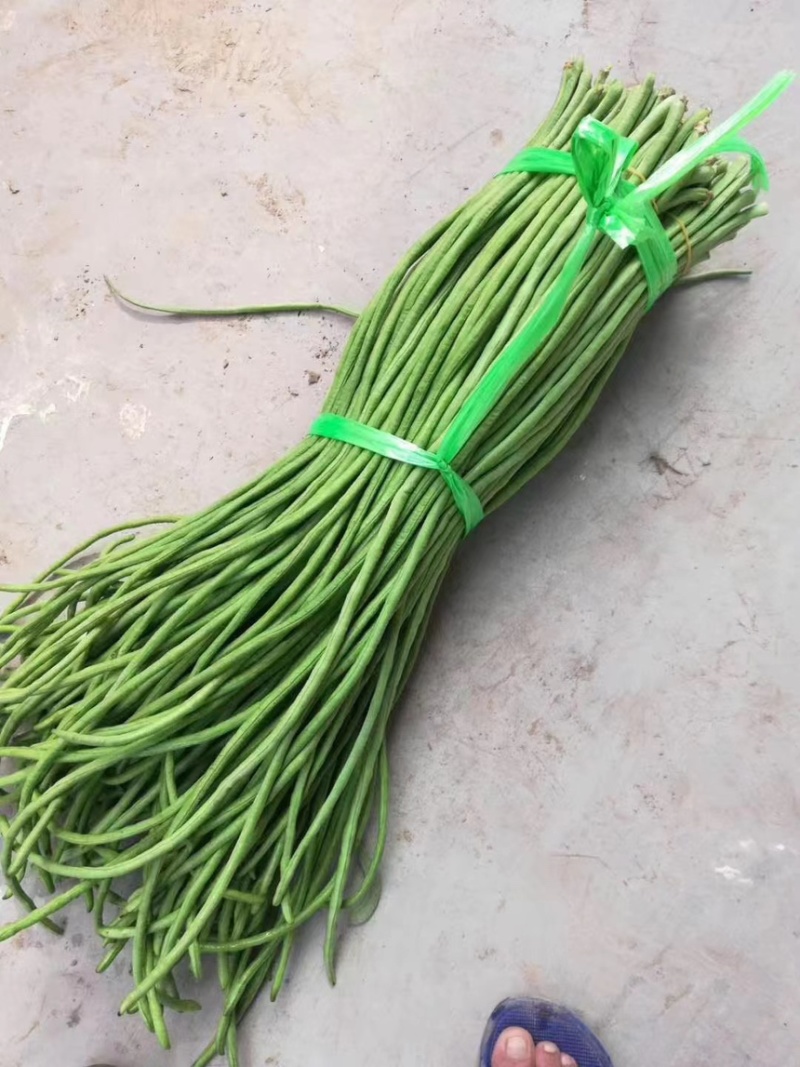 【产地直发】开封长条豆角青豆角青条豆角货源充足品质保证