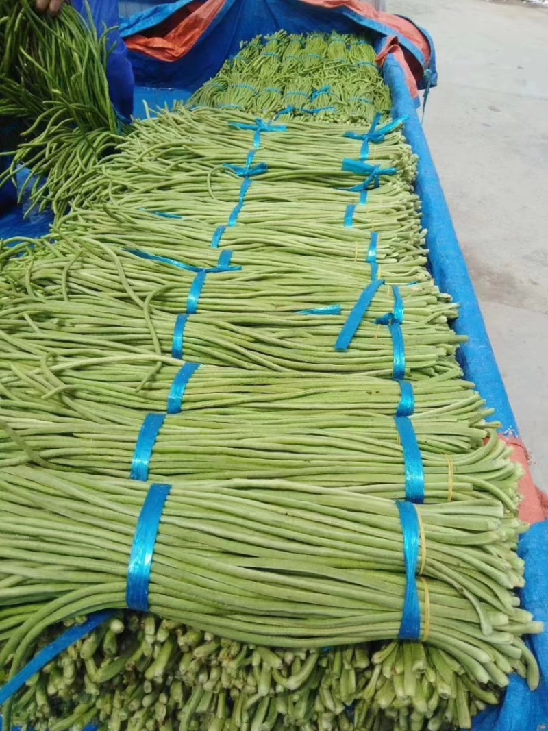 【产地直发】开封长条豆角青豆角青条豆角货源充足品质保证