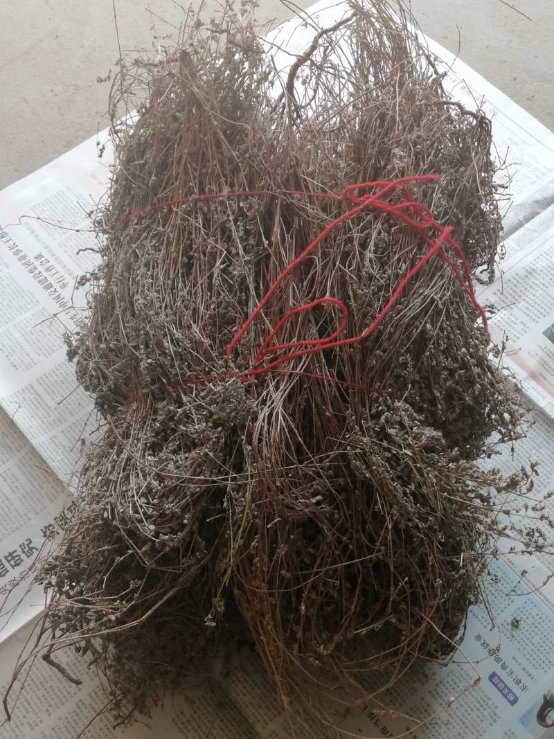 野生地锦草奶浆草当季新品干货量大从优深山野生农家自采