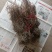 野生地锦草奶浆草当季新品干货量大从优深山野生农家自采