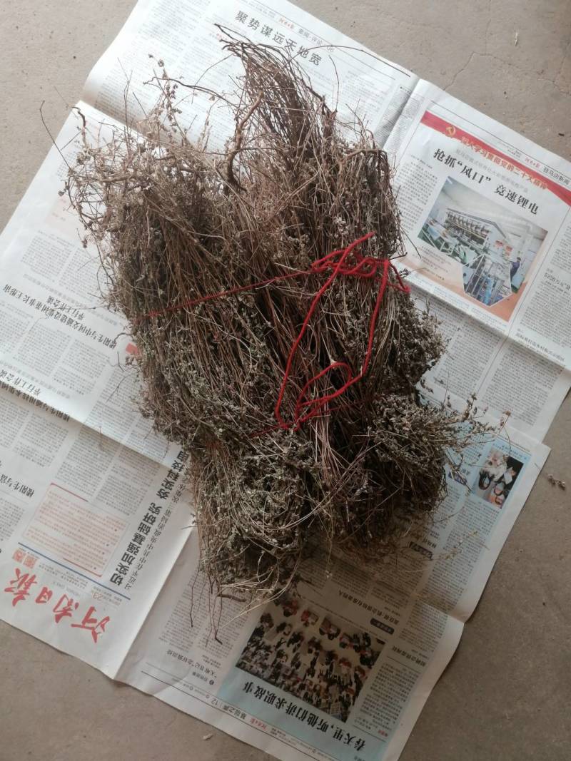 野生地锦草奶浆草当季新品干货量大从优深山野生农家自采