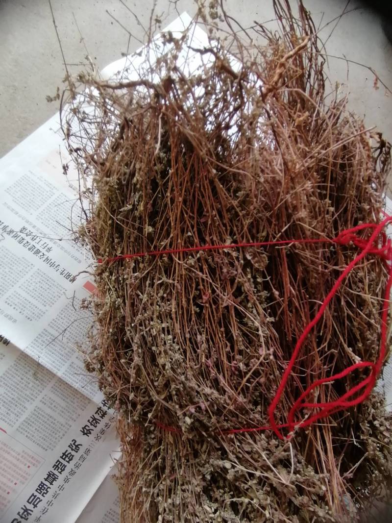 野生地锦草奶浆草当季新品干货量大从优深山野生农家自采