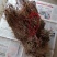 野生地锦草奶浆草当季新品干货量大从优深山野生农家自采