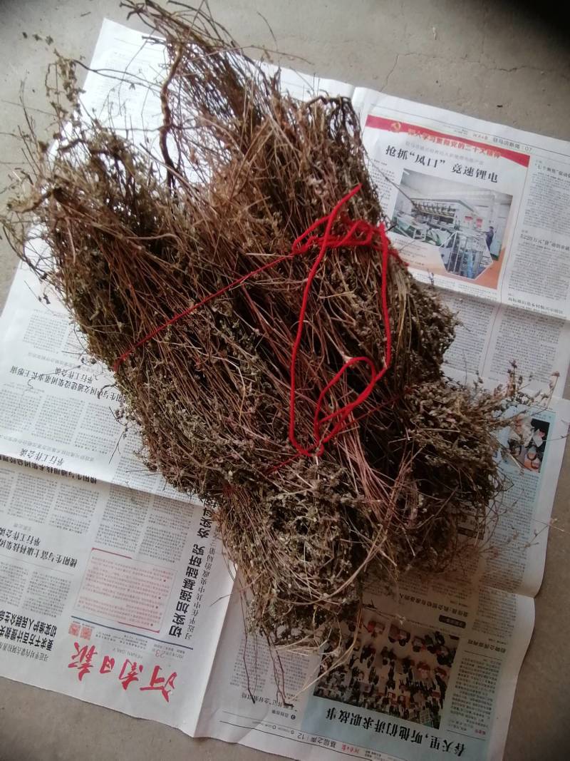 野生地锦草奶浆草当季新品干货量大从优深山野生农家自采