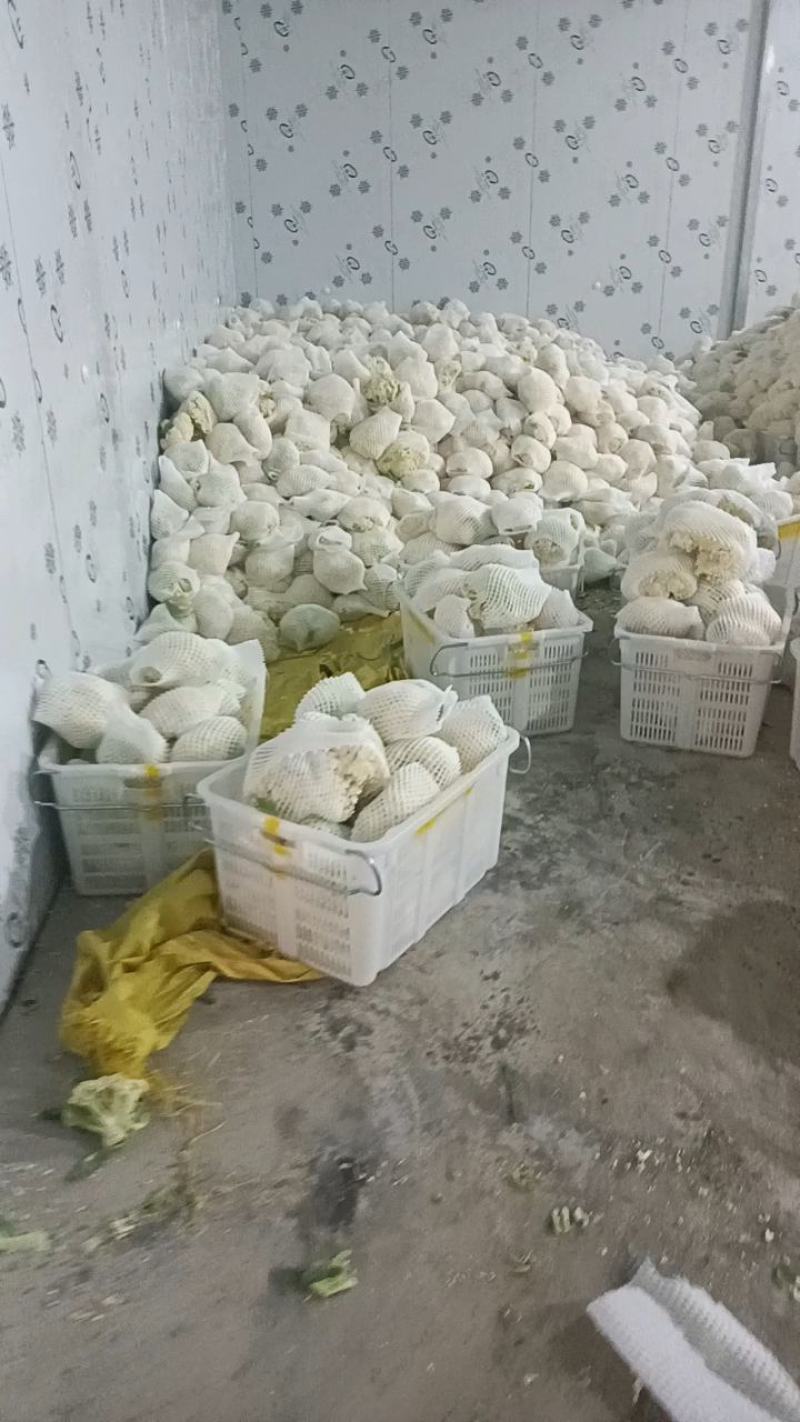 精品松花菜，花菜，菜花