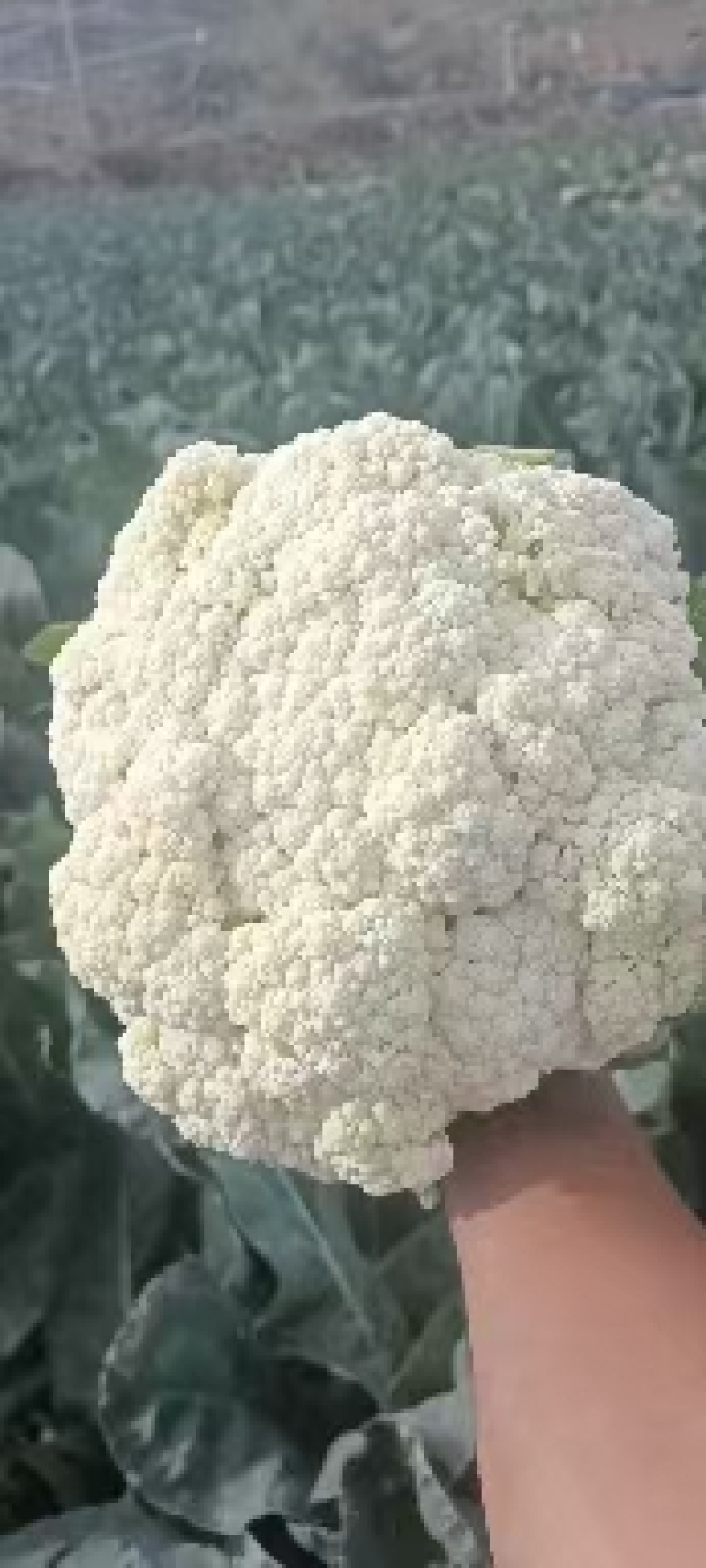 精品松花菜，花菜，菜花