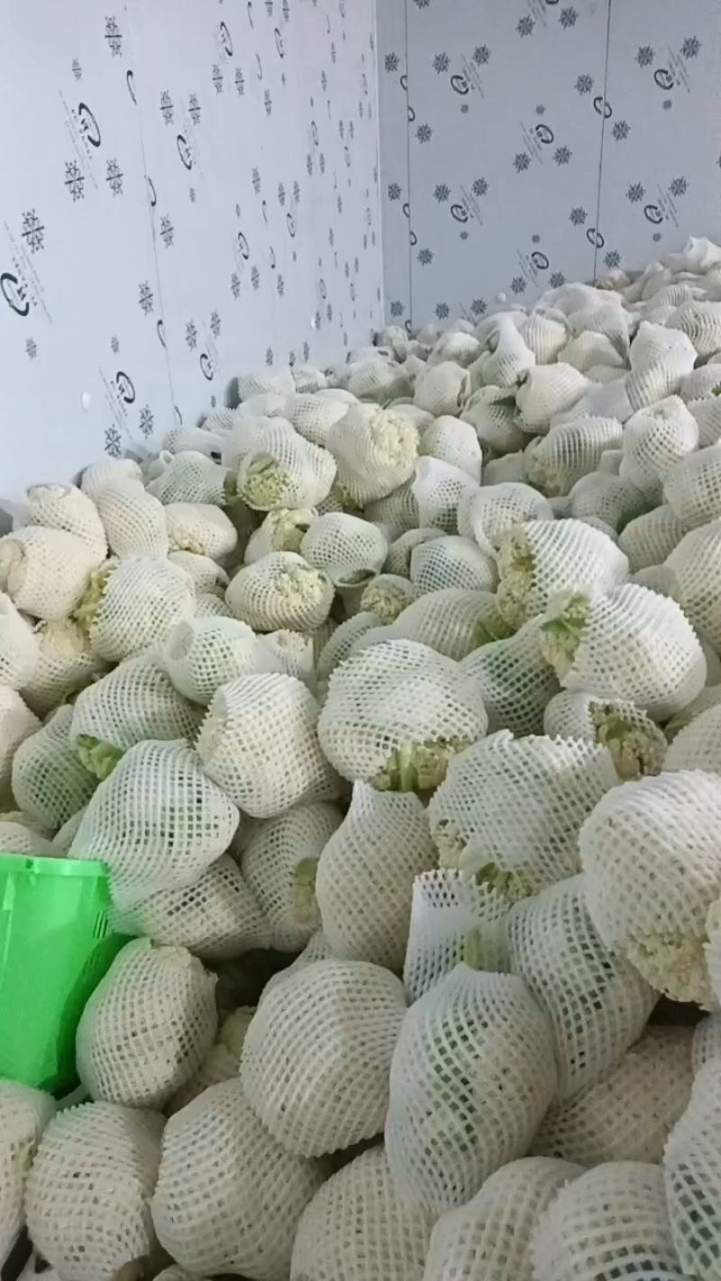精品松花菜，花菜，菜花