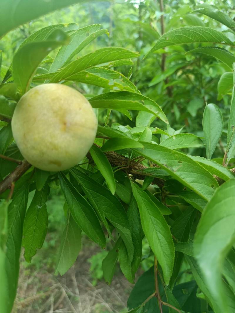 青脆李，囗感脆甜，个头漂亮，四川达州渠县高山货。