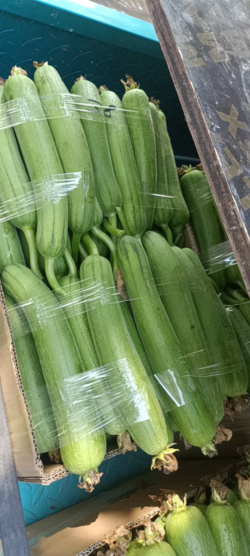 精品小丝瓜，肉丝瓜，油丝瓜，货源充足