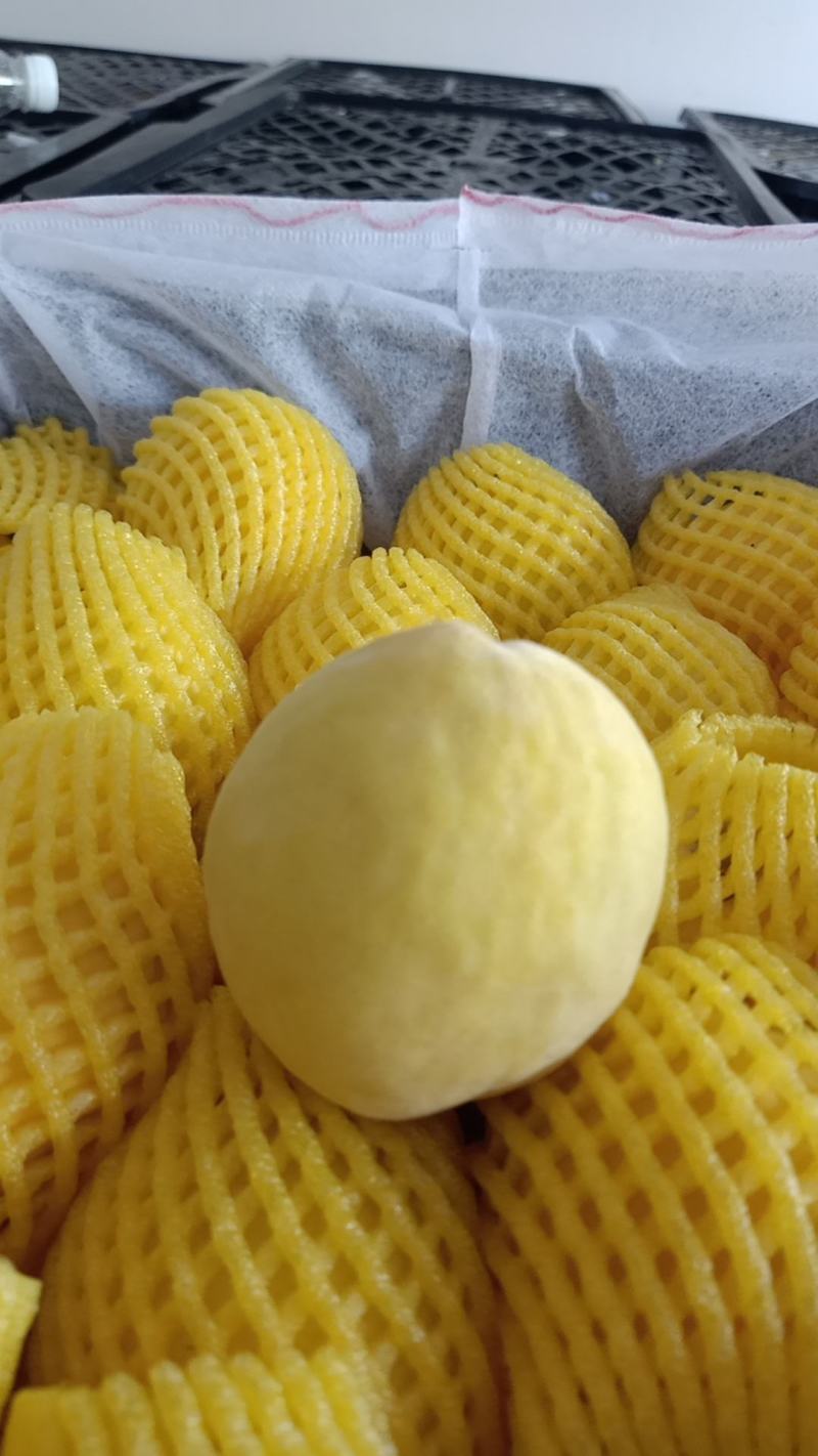 绵绣黄桃