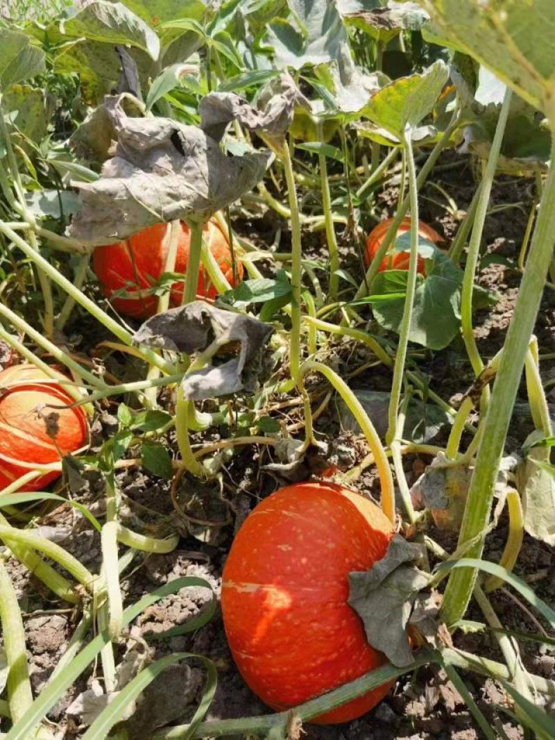 【南瓜】内蒙红南瓜种植基地货源充足保质保量