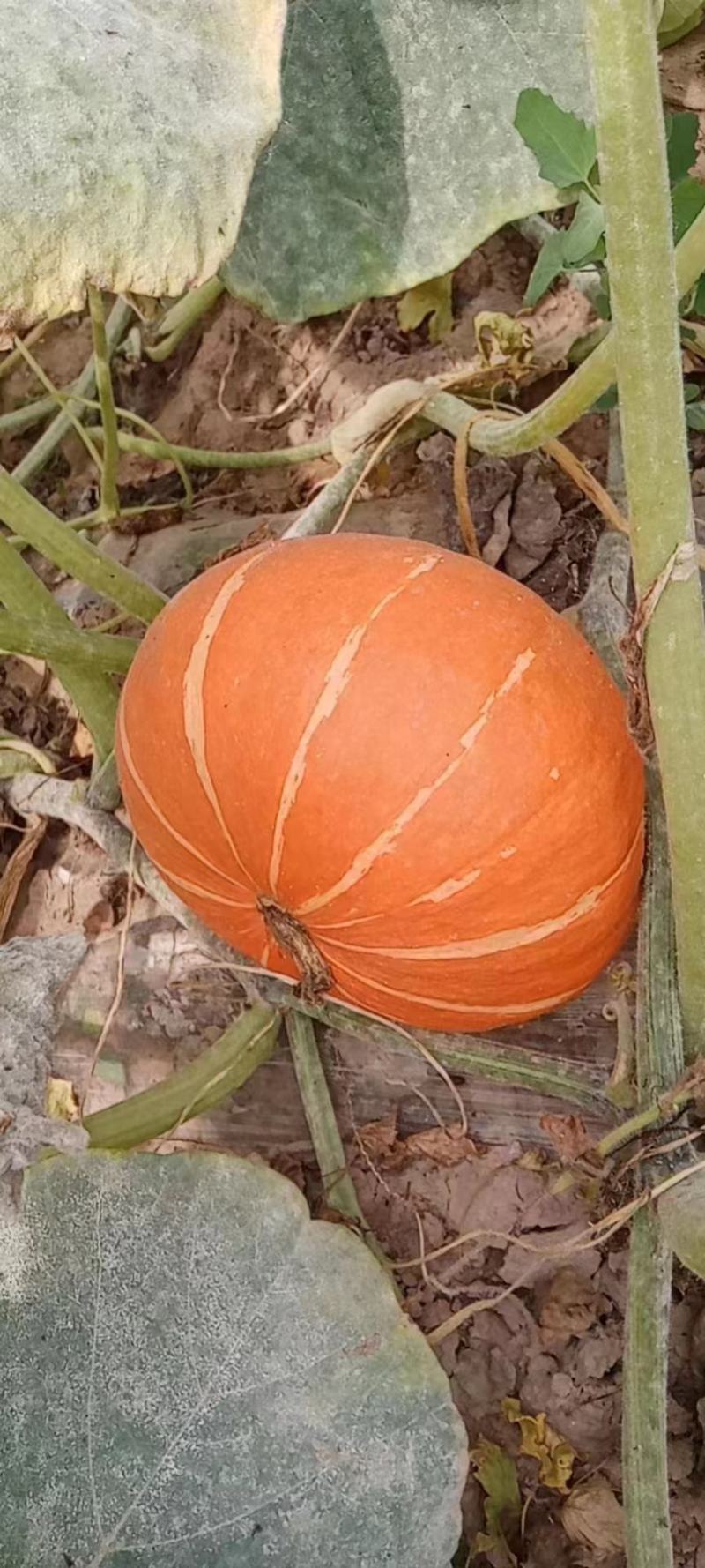 【南瓜】内蒙红南瓜种植基地货源充足保质保量