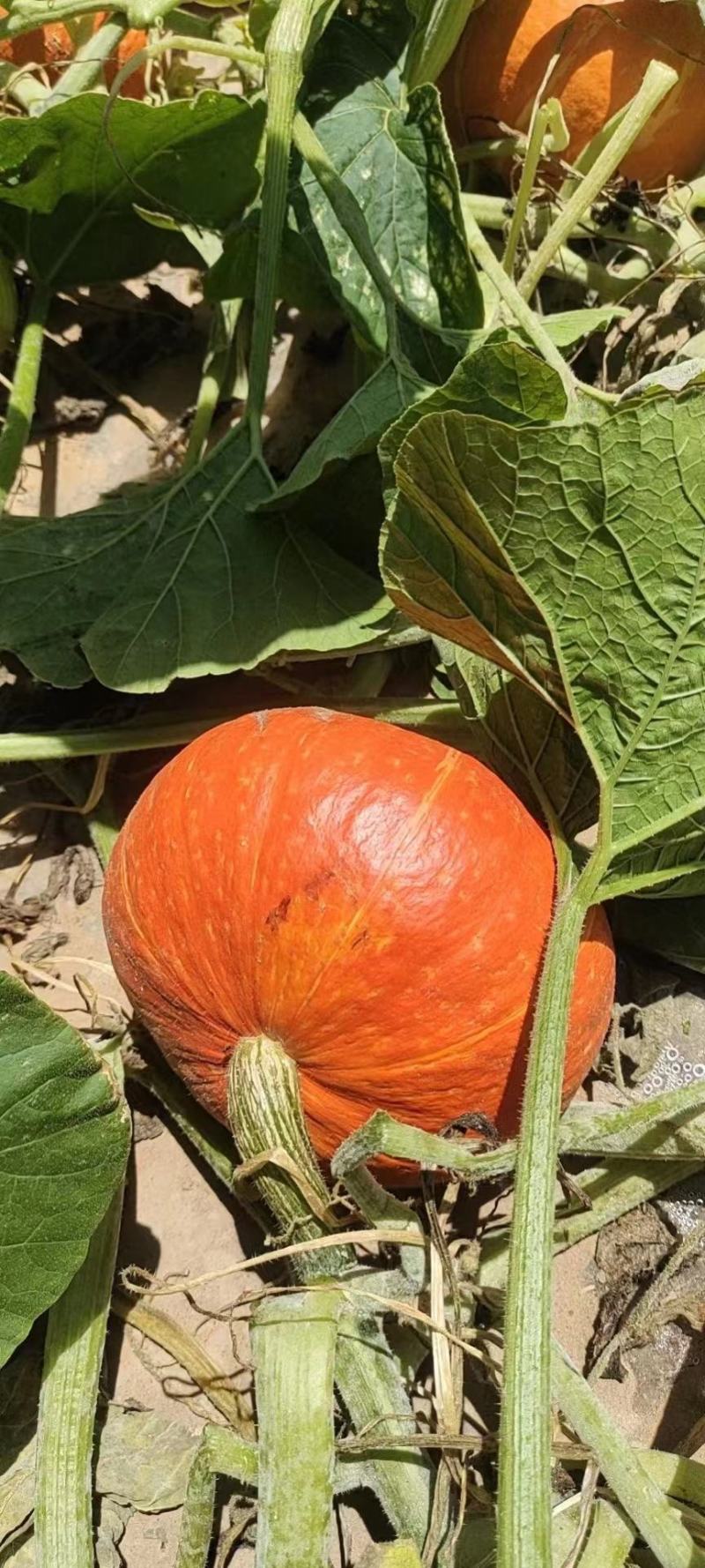 【南瓜】内蒙红南瓜种植基地货源充足保质保量
