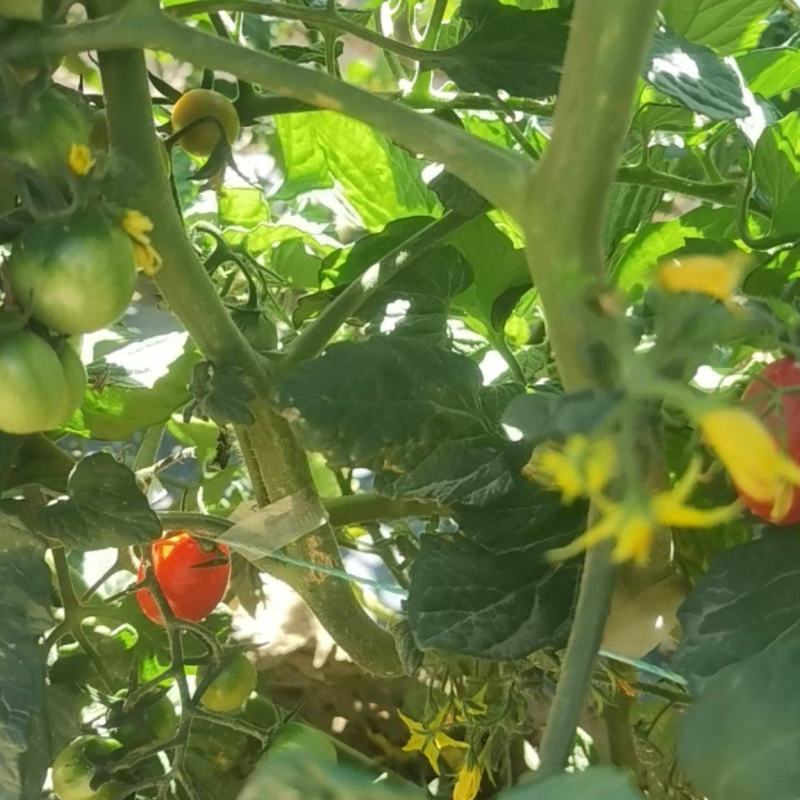 宁夏玲珑大量出货中，大果3元小果5元糖度1o度
