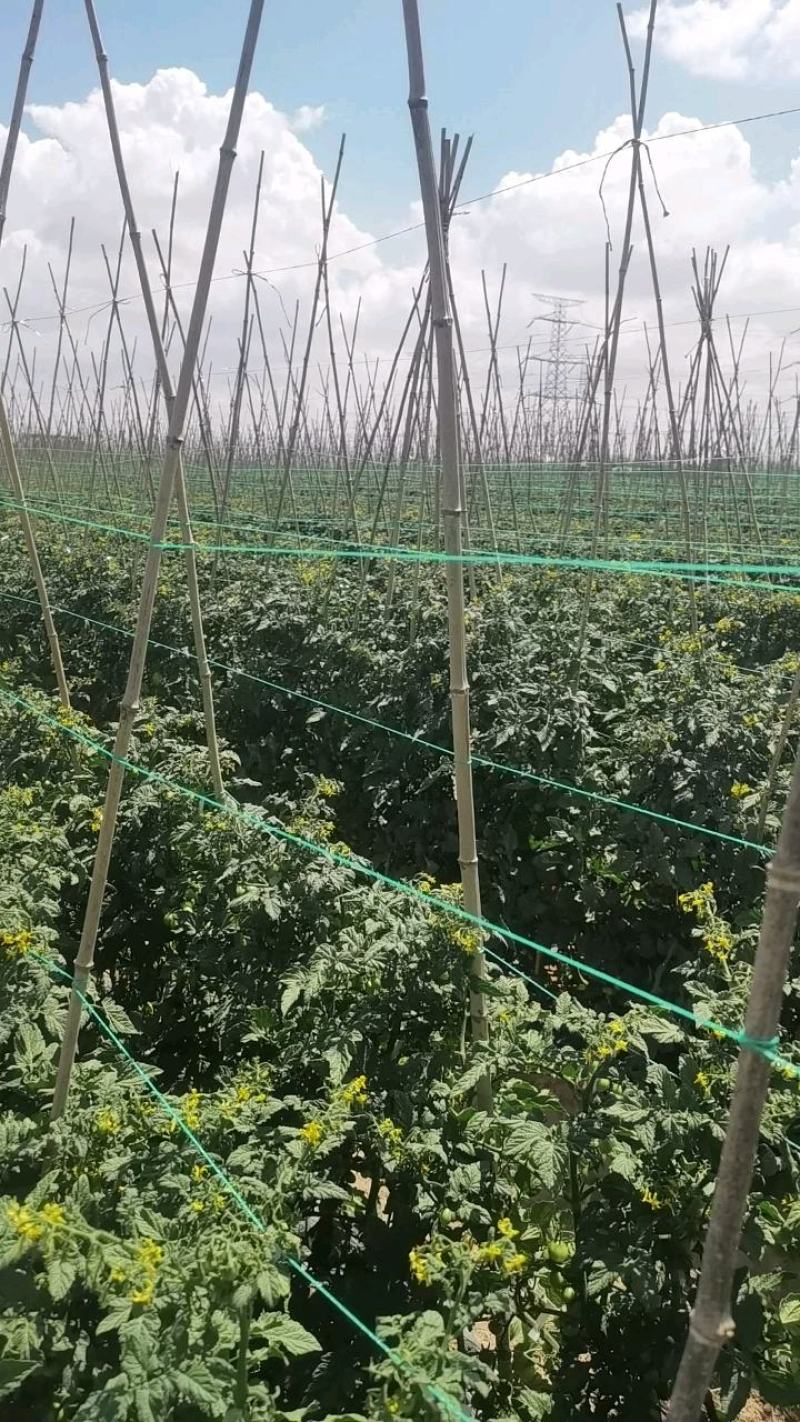 宁夏玲珑大量出货中，大果3元小果5元糖度1o度