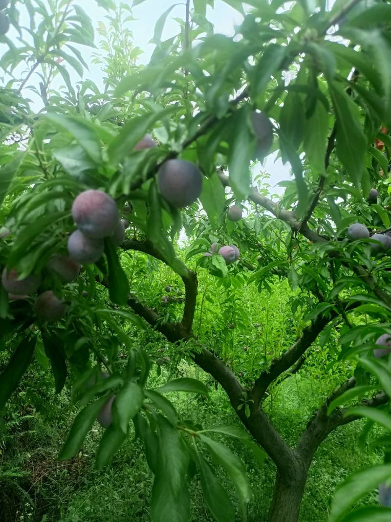 五脆红李，高山货，口感脆甜，个头大。