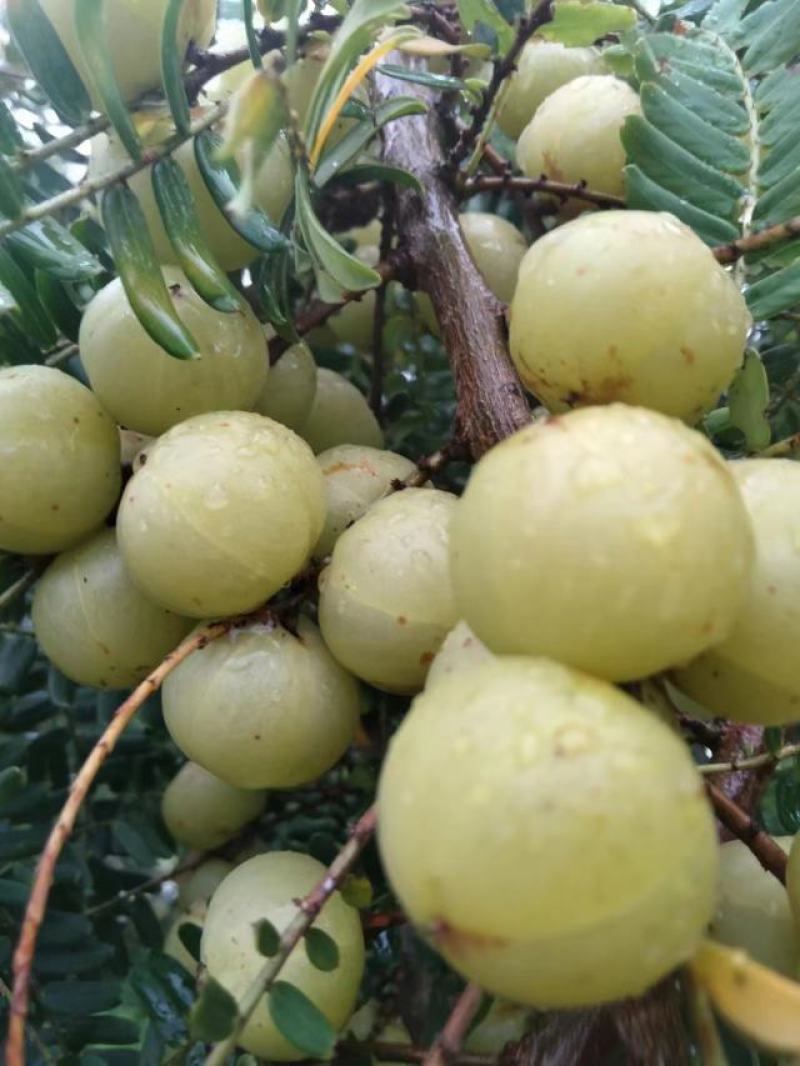余甘果，牛甘果