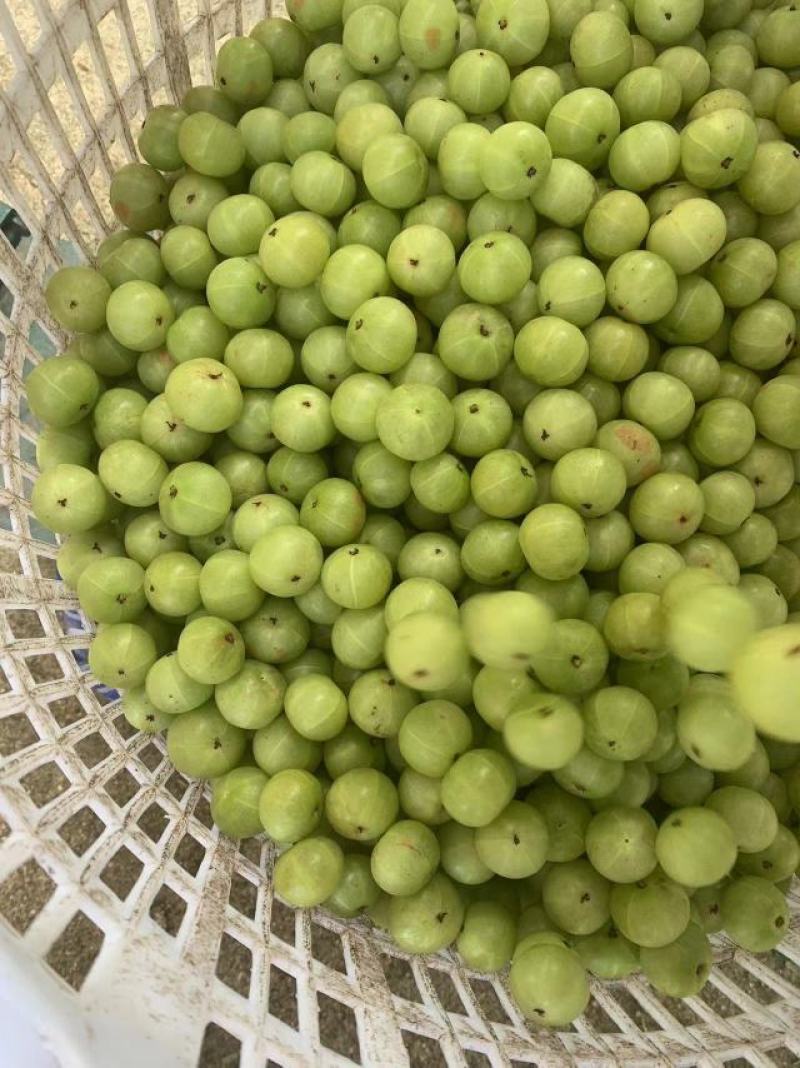余甘果，牛甘果