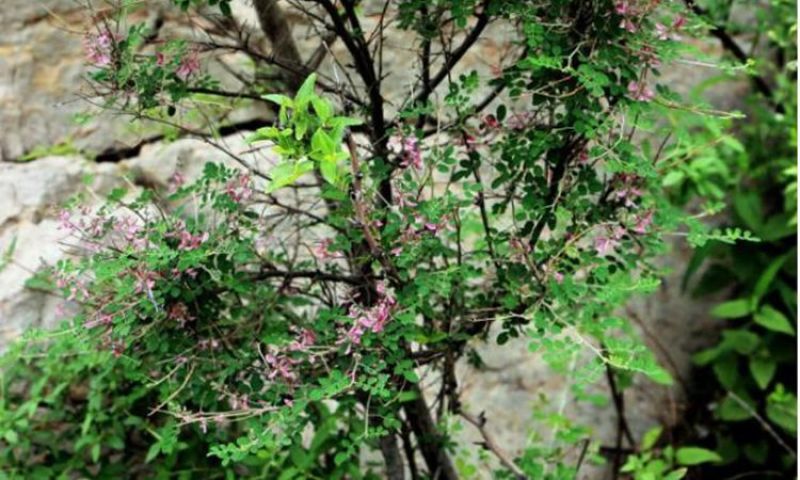胡枝子绿化种子工程护坡多年生四季易活绿化固土草籽耐贫瘠耐