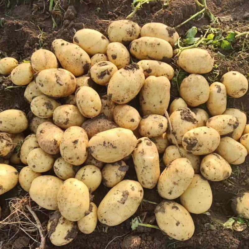 唐山玉田精品实验一土豆货源充足产地直发欢迎来电