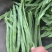 精品扁豆上市需要的联系