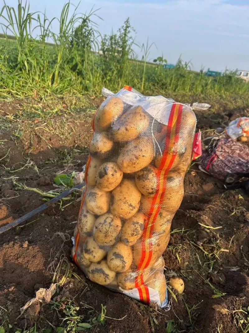 唐山玉田精品实验一土豆货源充足产地直发欢迎来电