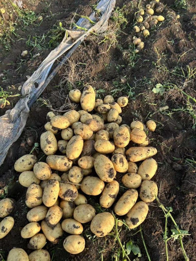 唐山玉田精品实验一土豆货源充足产地直发欢迎来电