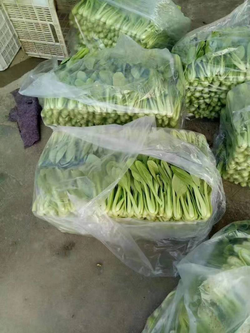 精品生菜意大利生菜