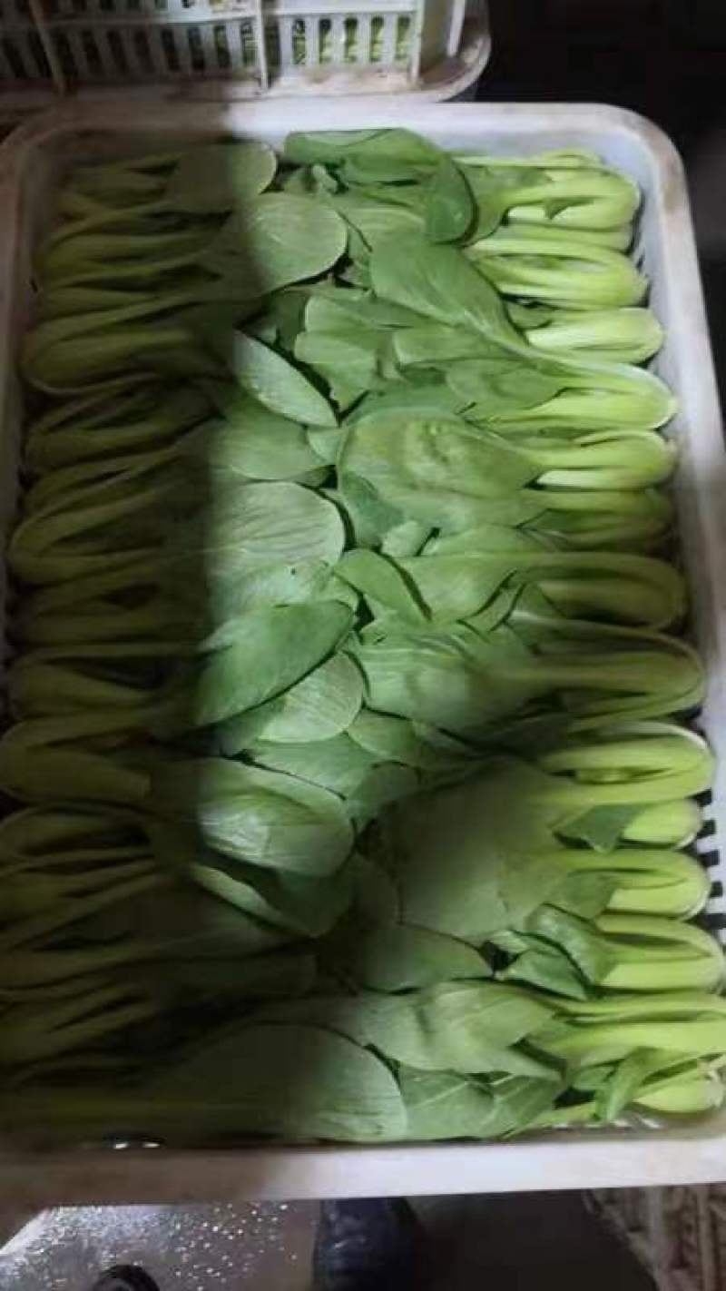 精品生菜意大利生菜