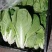 精品生菜意大利生菜