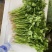 精品生菜意大利生菜