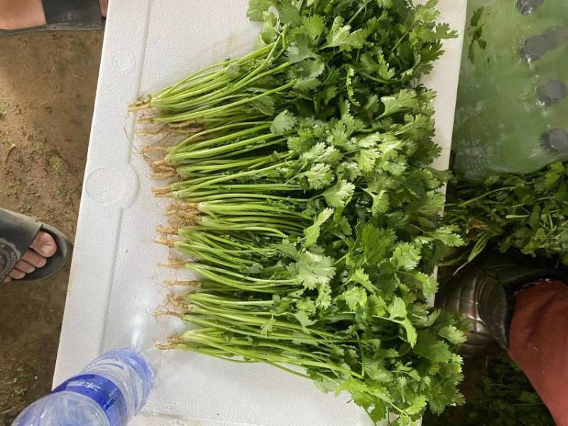 精品生菜意大利生菜
