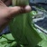 精品生菜意大利生菜