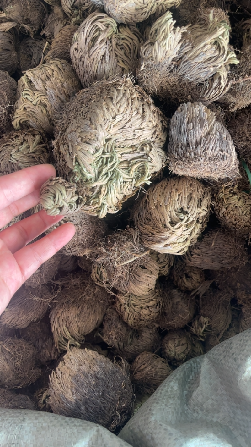 卷柏大卷柏还魂草一公斤起发不包邮