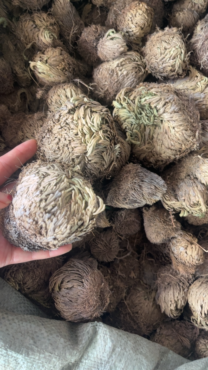 卷柏大卷柏还魂草一公斤起发不包邮