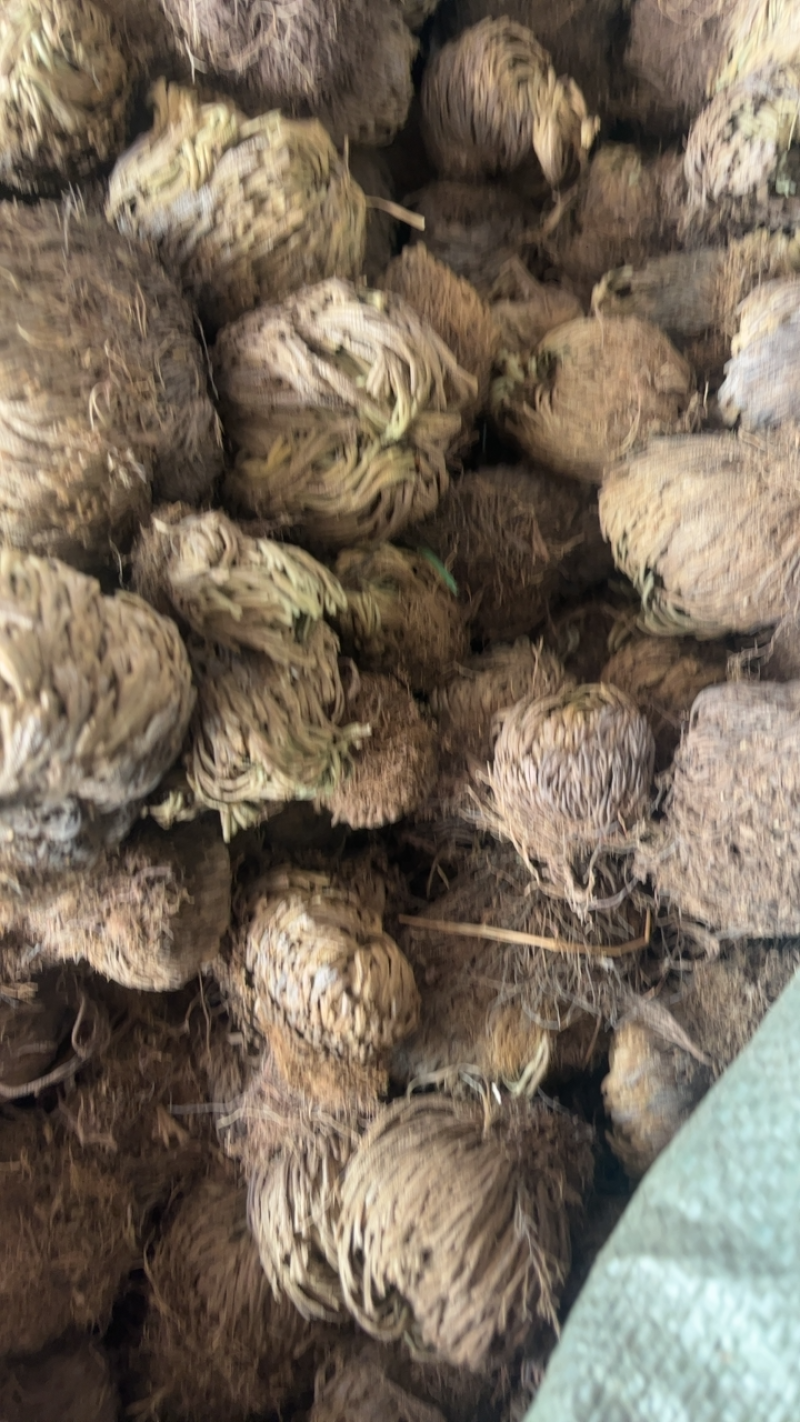 卷柏大卷柏还魂草一公斤起发不包邮