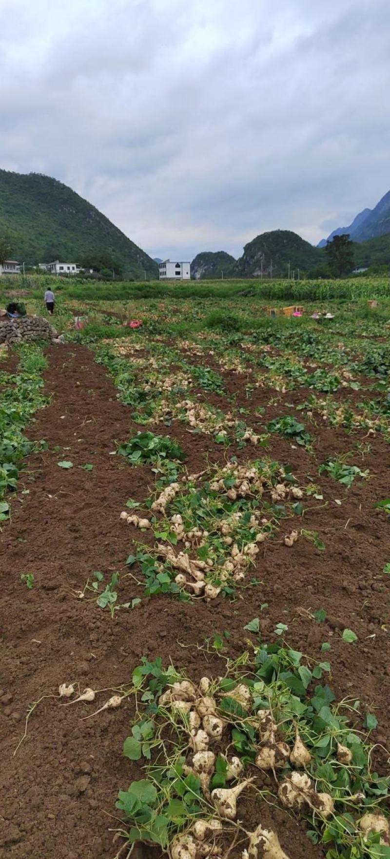 地萝卜，凉薯