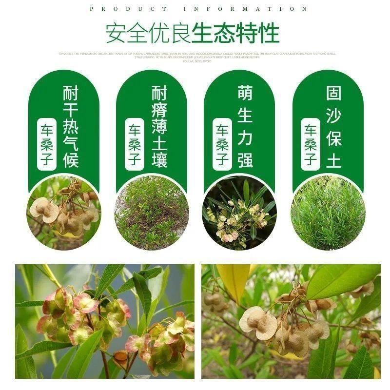车桑子种子坡柳种子明油子边坡绿化矿山恢复绿固沙保土树种耐