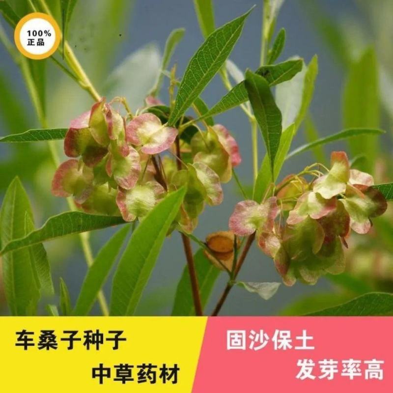车桑子种子坡柳种子明油子边坡绿化矿山恢复绿固沙保土树种耐