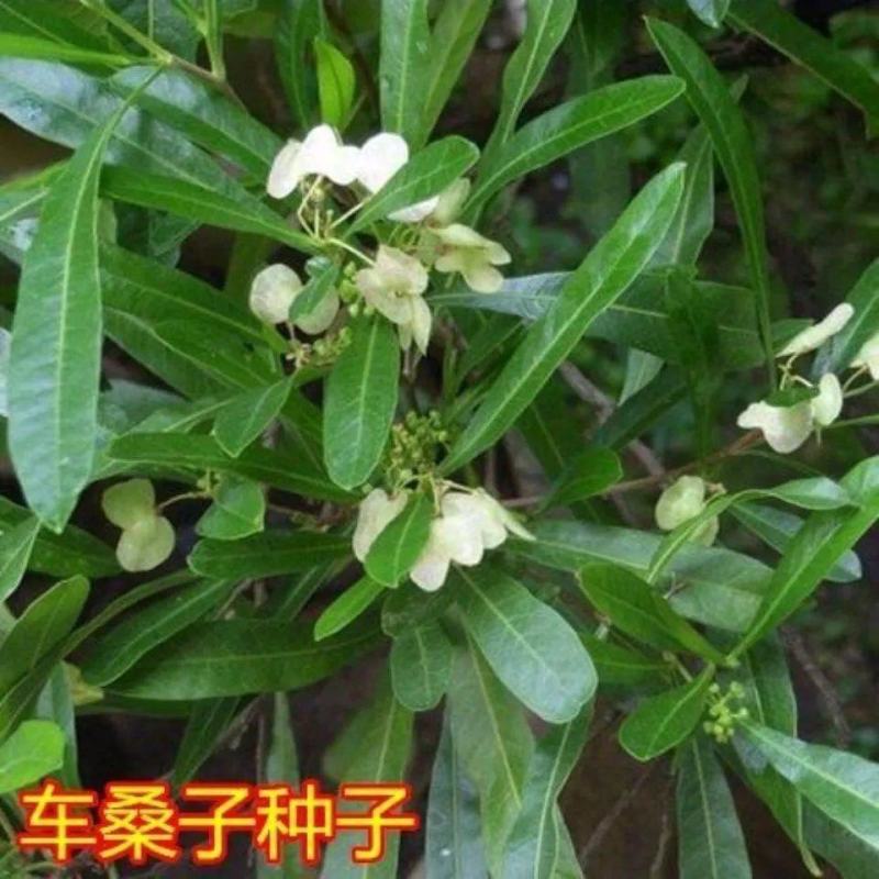 车桑子种子坡柳种子明油子边坡绿化矿山恢复绿固沙保土树种耐