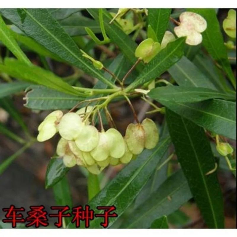 车桑子种子坡柳种子明油子边坡绿化矿山恢复绿固沙保土树种耐