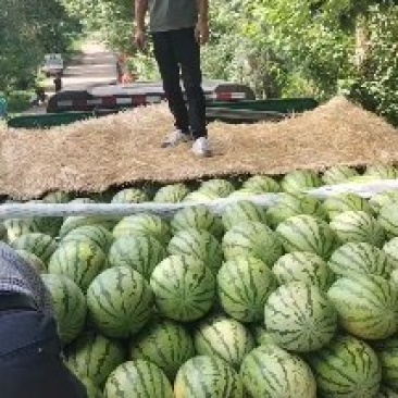 西瓜