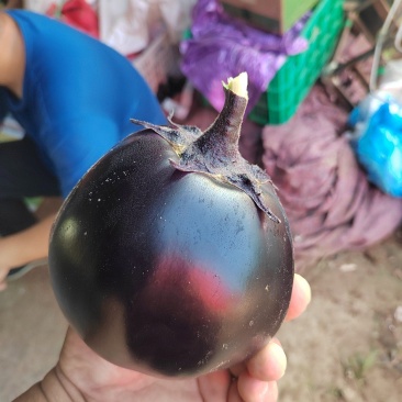基地精品圆茄大量上质量很好，价格便宜