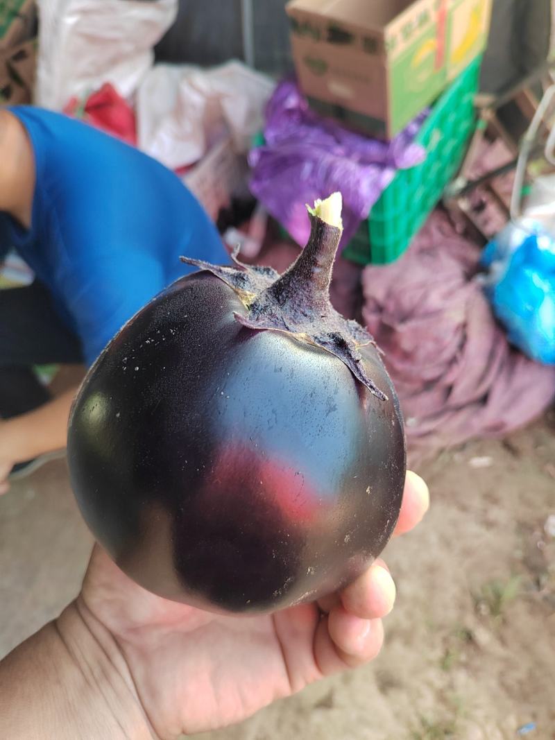 基地精品圆茄大量上质量很好，价格便宜