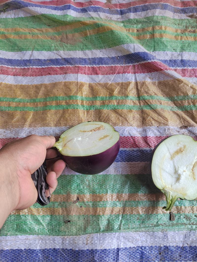 基地精品圆茄大量上质量很好，价格便宜